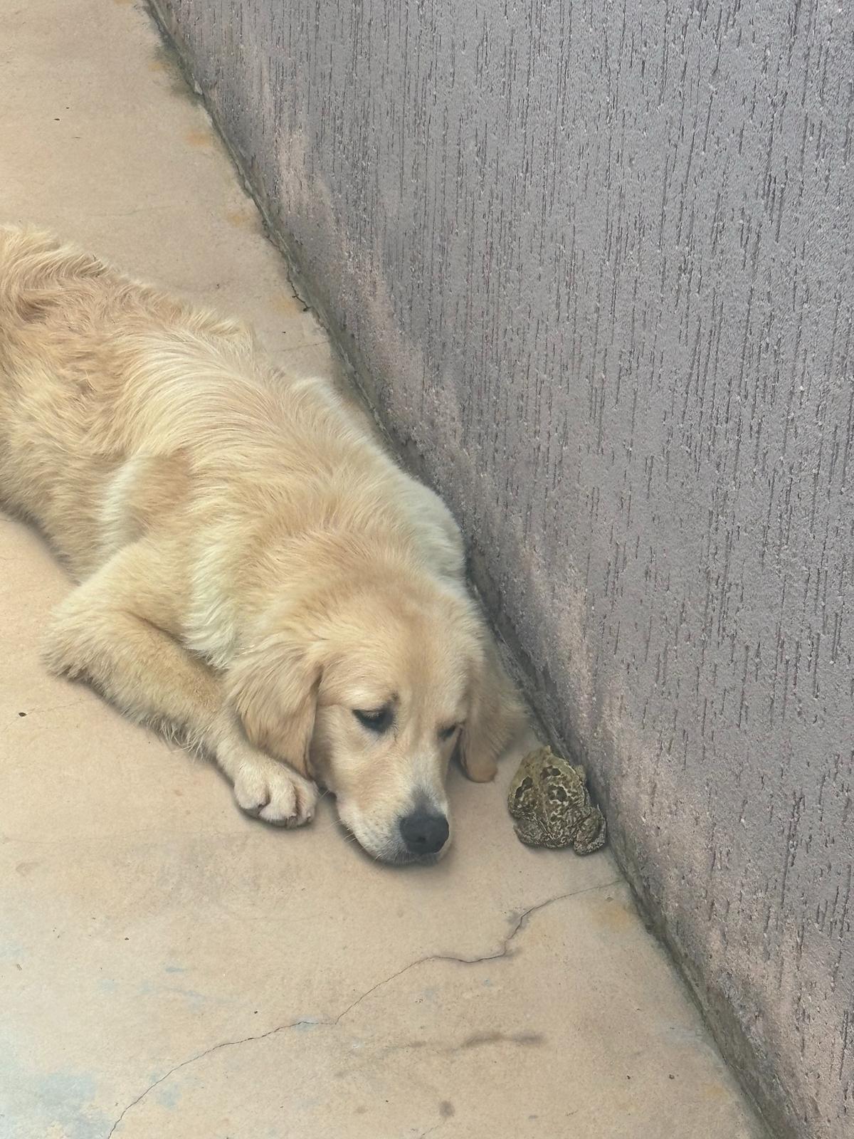 Der Familienhund, der einen Frosch am Boden beäugt.