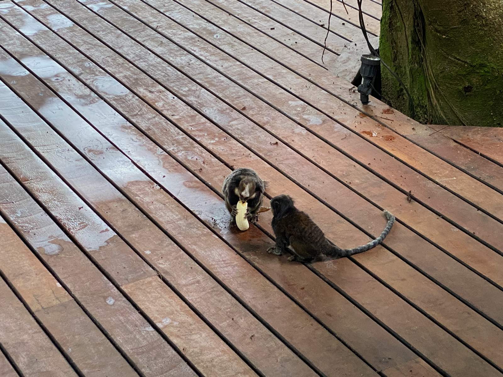 Ein kleiner Affe zu Besuch am Haus.