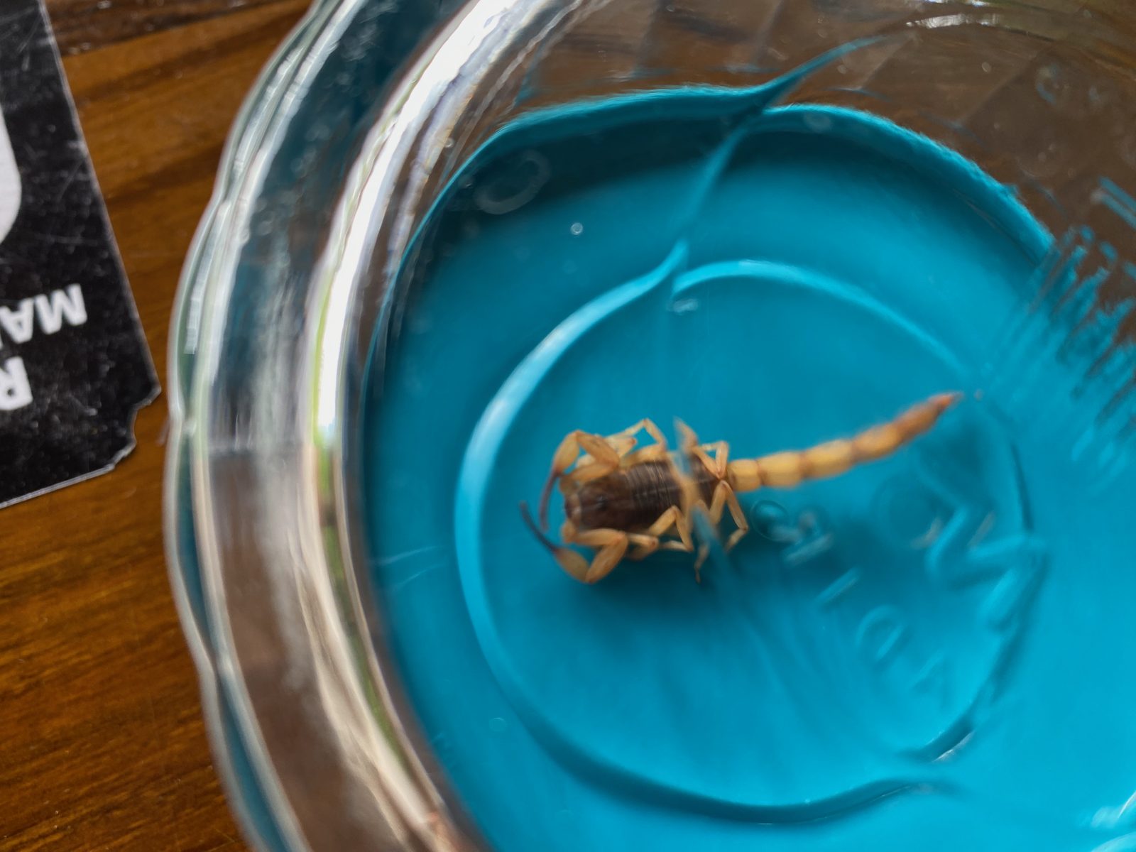 Ein Skorpion auf dem Boden im Haus.