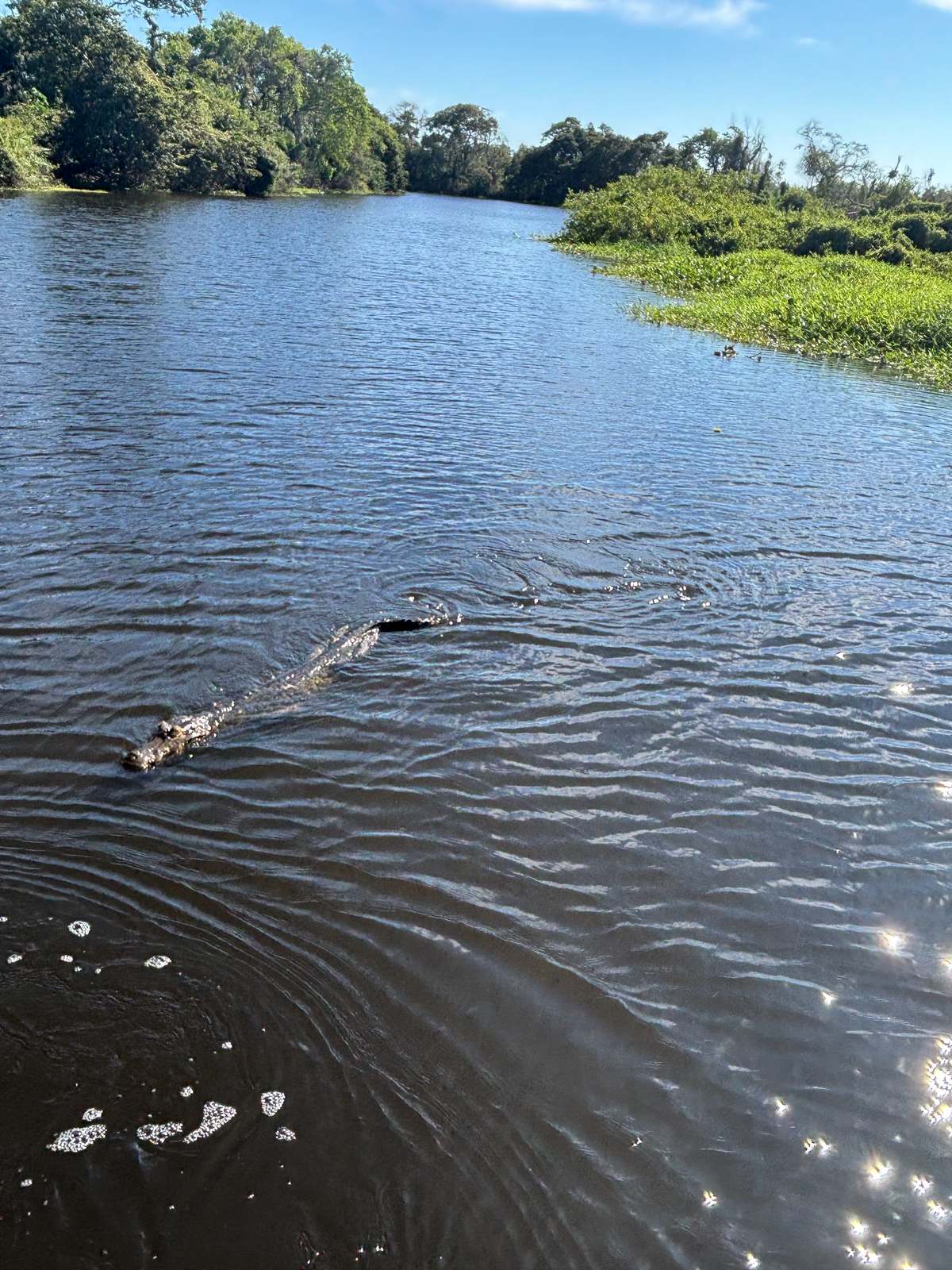 Ein Kaiman, der im klaren Wasser von Bonito dahingleitet.