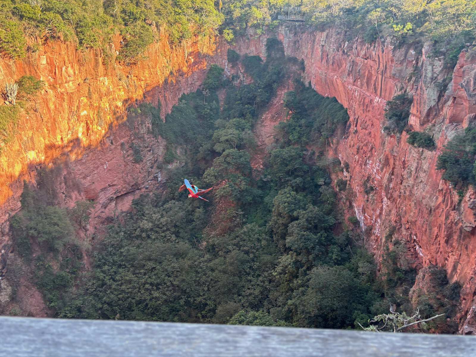 Ein Hellroter Ara im Flug über einem roten Canyon in Bonito, Brasilien.